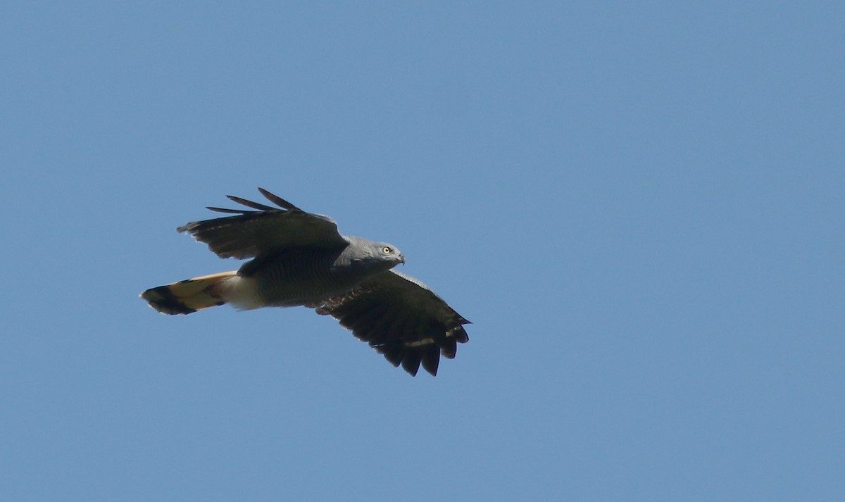 Crane Hawk - ML114240741