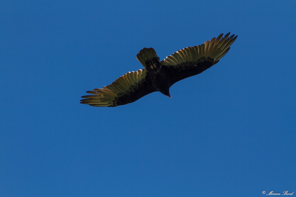Turkey Vulture - Miriam Baril