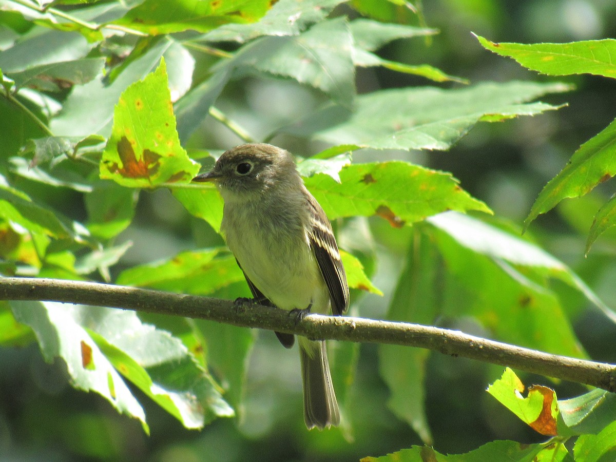 חטפית Empidonax בלתי-מזוהה - ML114242611