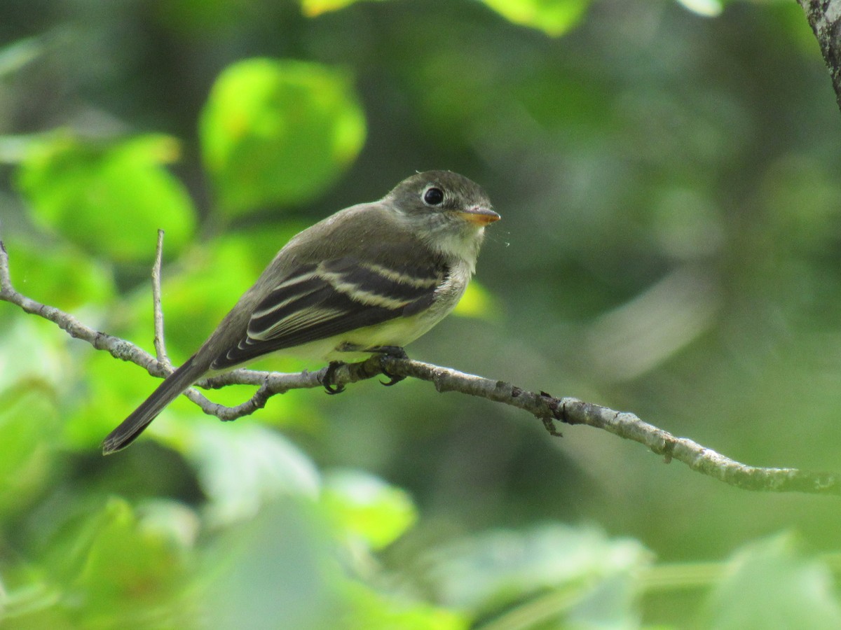 Empidonax sp. - ML114242651