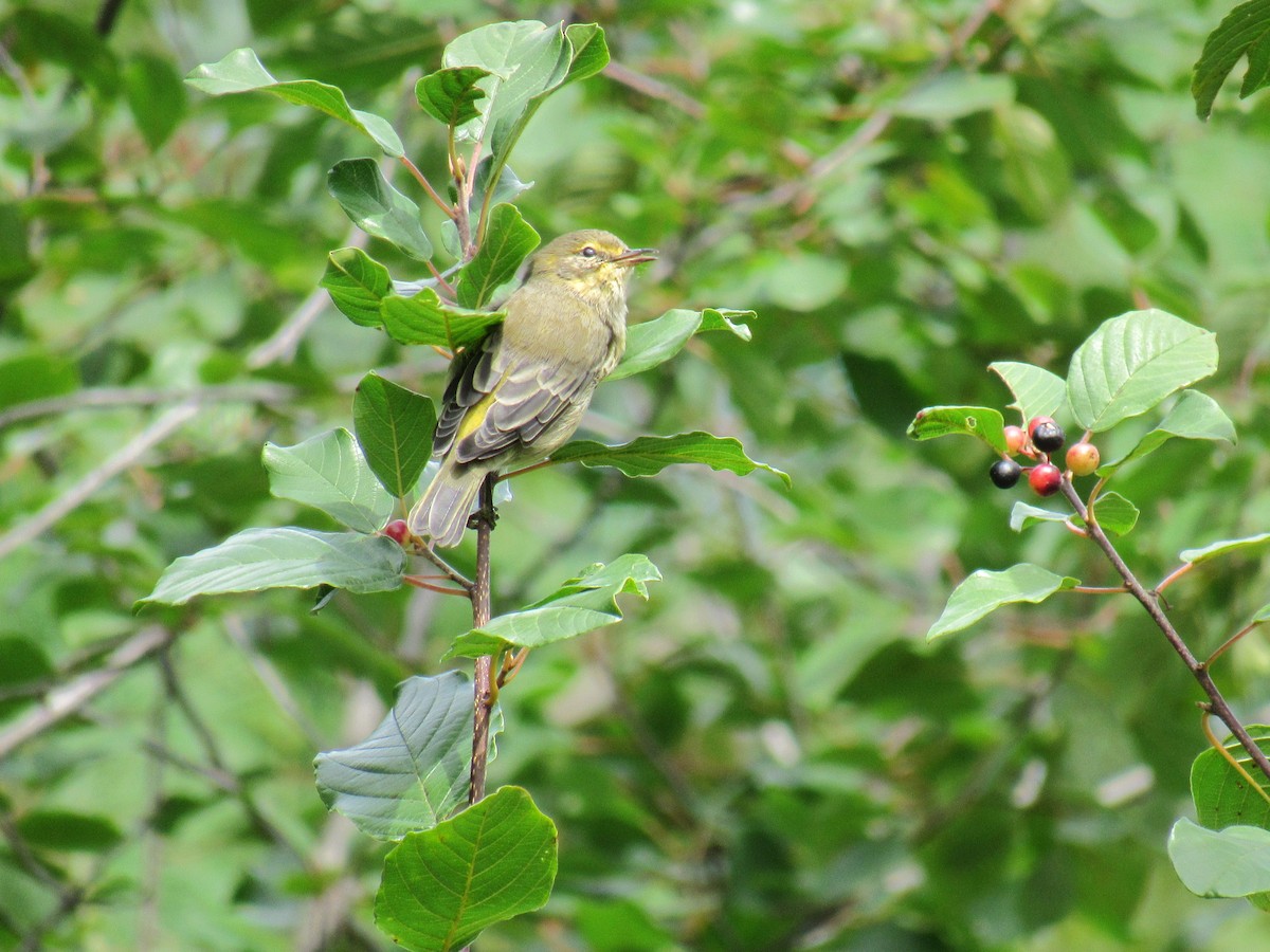 Cape May Warbler - ML114243261