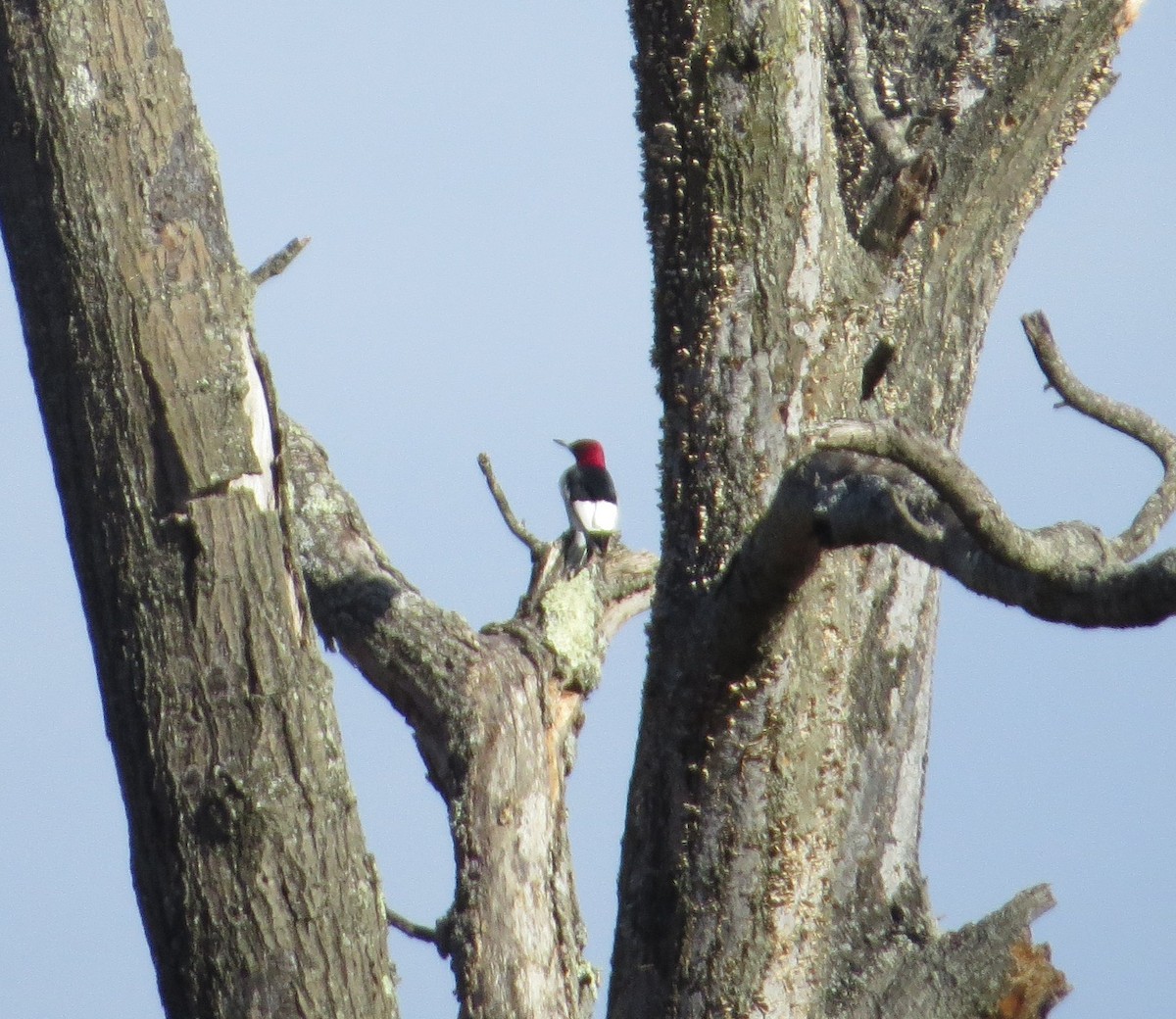 Red-headed Woodpecker - ML114243931