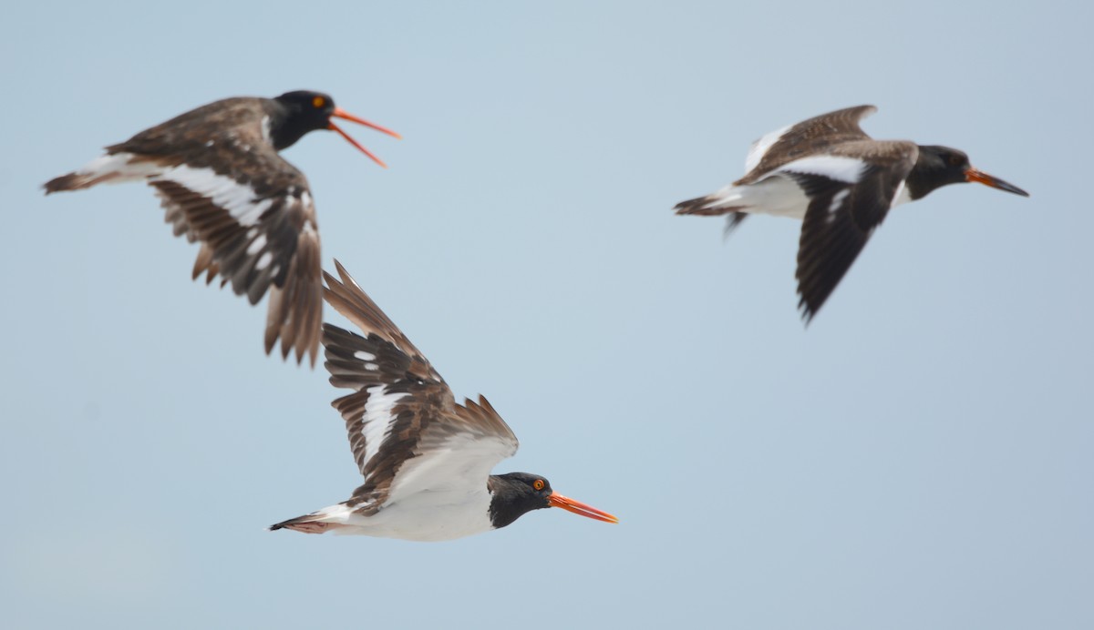 American Oystercatcher - Ricardo Aguilar