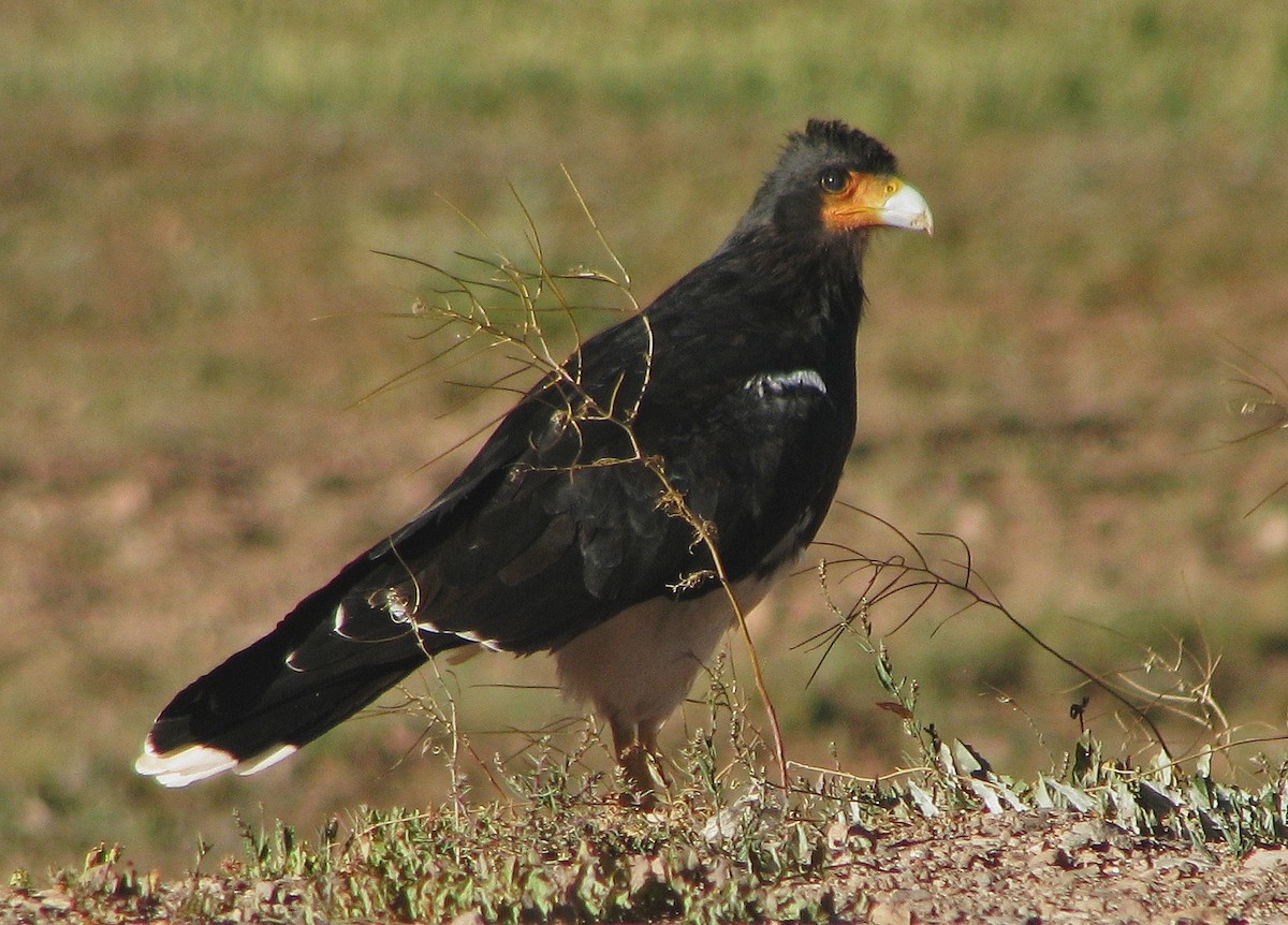 Mountain Caracara - ML114244491