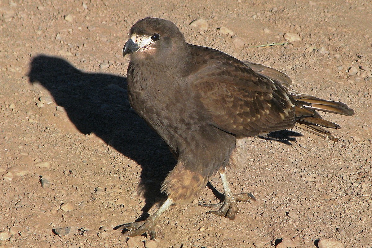 Mountain Caracara - ML114244571