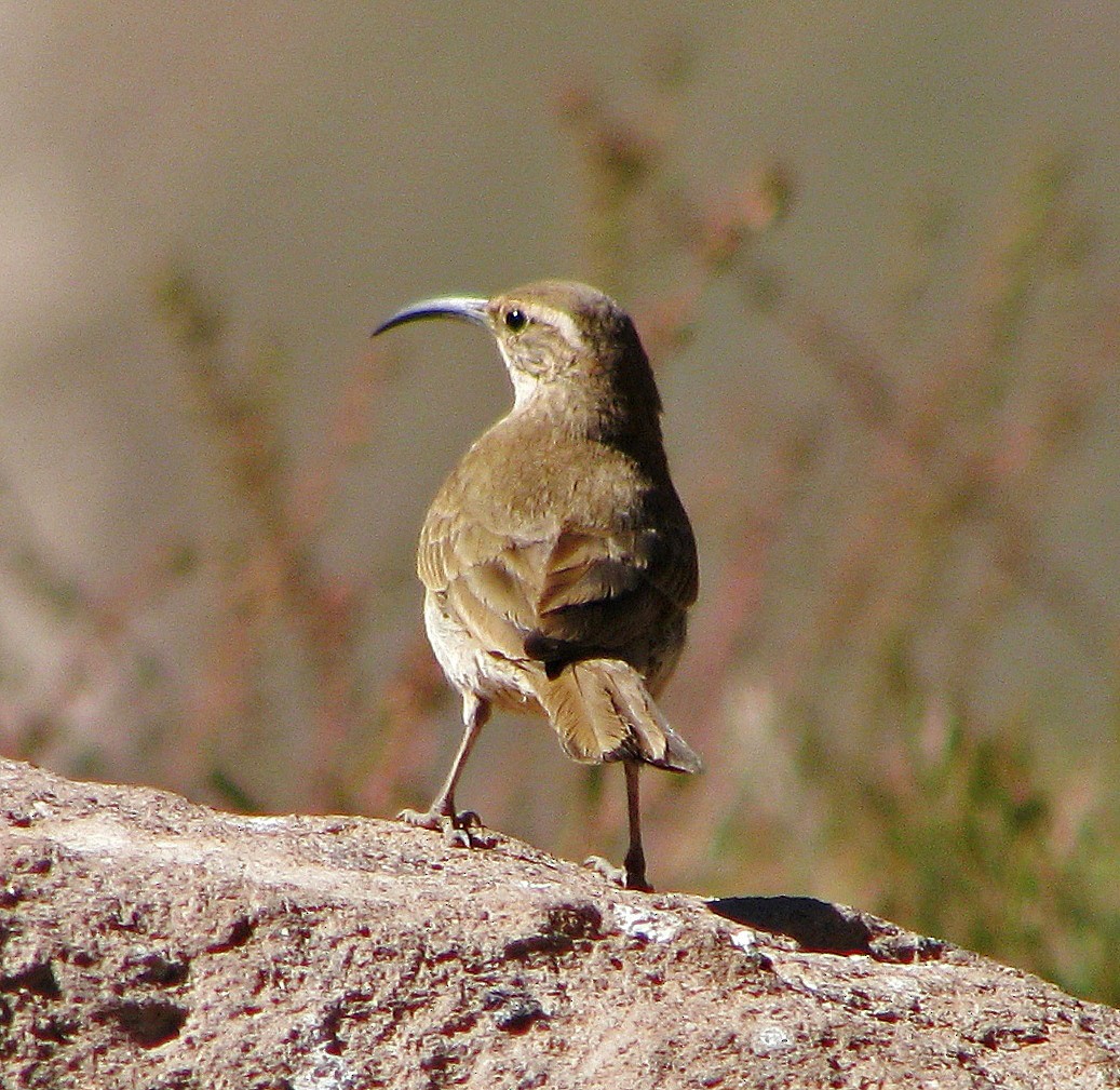 Scale-throated Earthcreeper - ML114244891