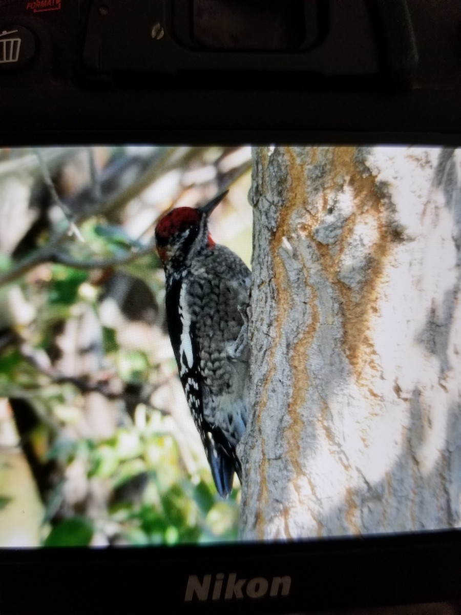 Red-naped Sapsucker - ML114245181