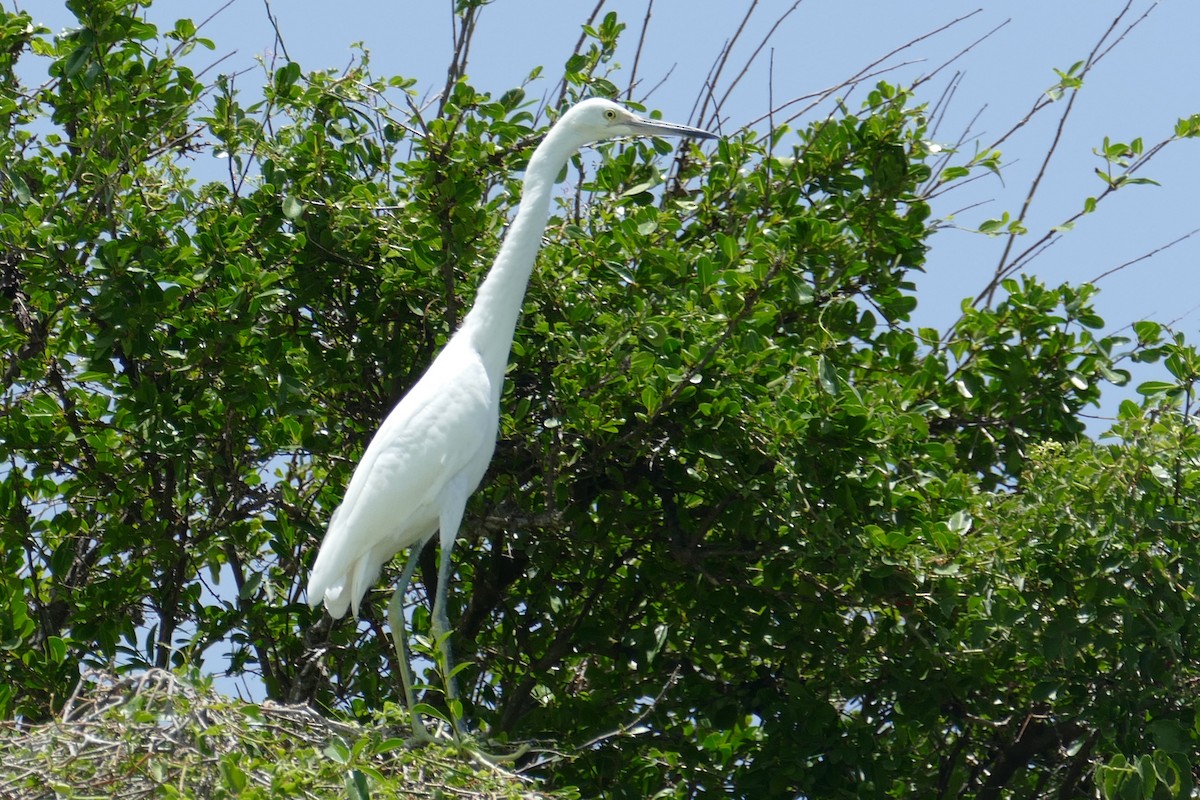 Reddish Egret - ML114245601