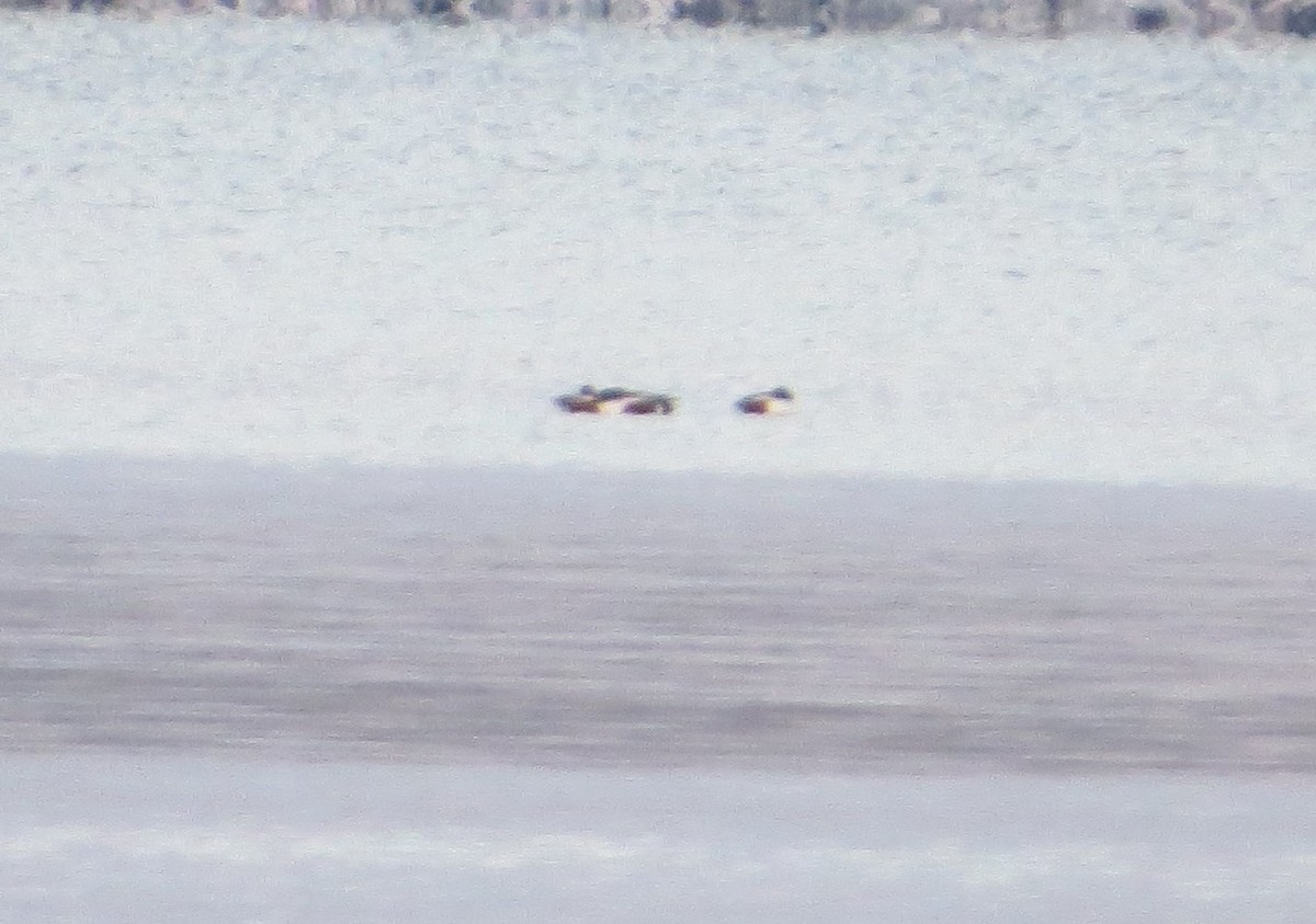 Northern Shoveler - ML114245661