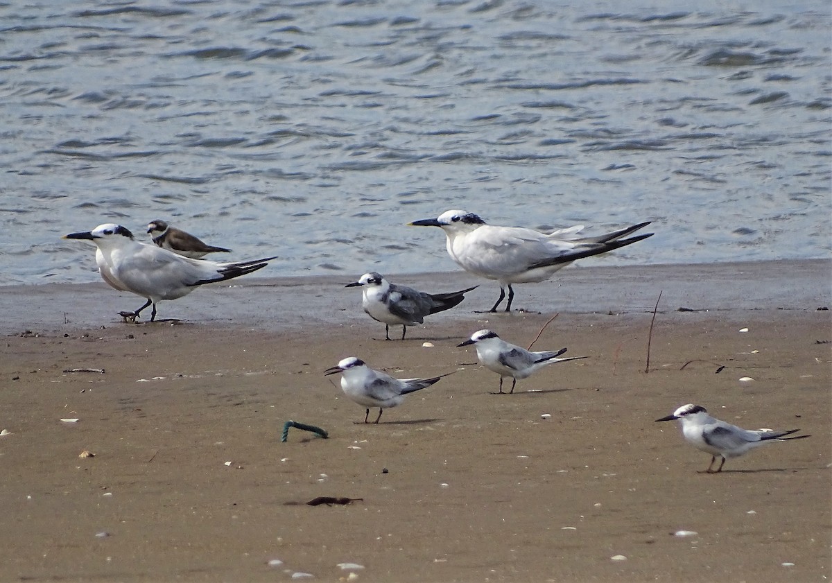 Black Tern - Alfonso Auerbach