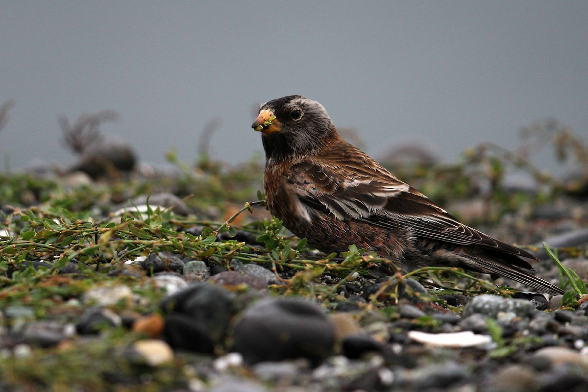 Gray-crowned Rosy-Finch - Melissa Hafting