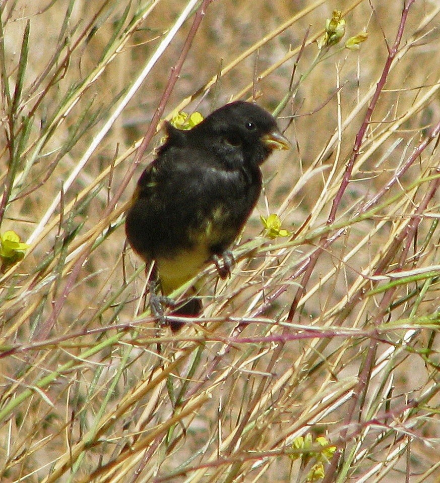 Black Siskin - ML114246611