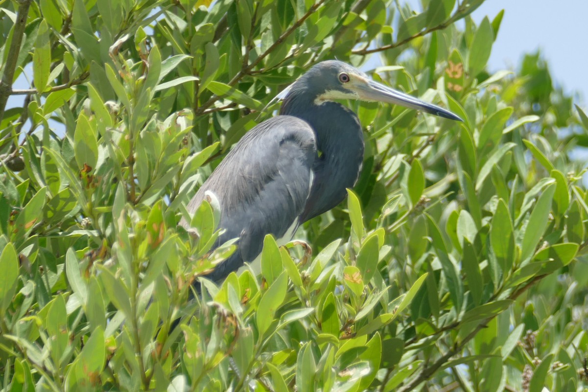 Tricolored Heron - ML114248701