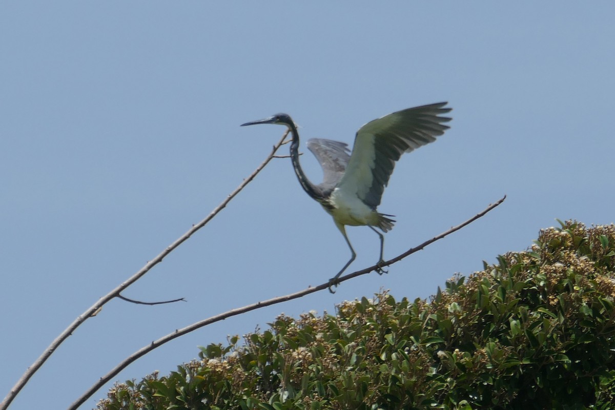 Tricolored Heron - ML114248811