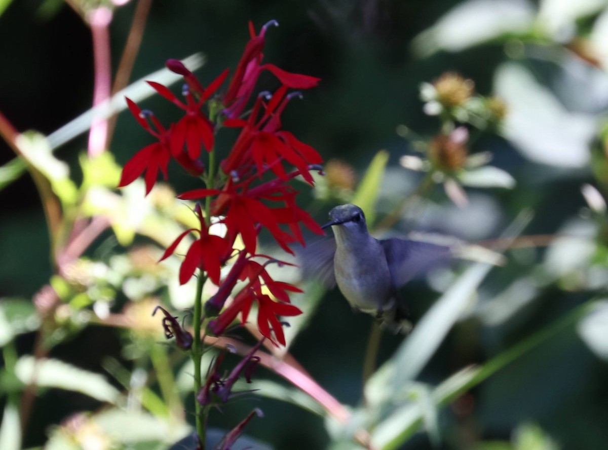 Ruby-throated Hummingbird - Lynda Noel