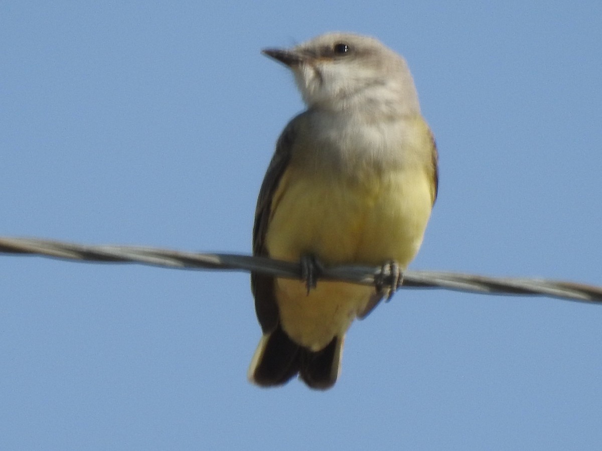 Western Kingbird - ML114251351