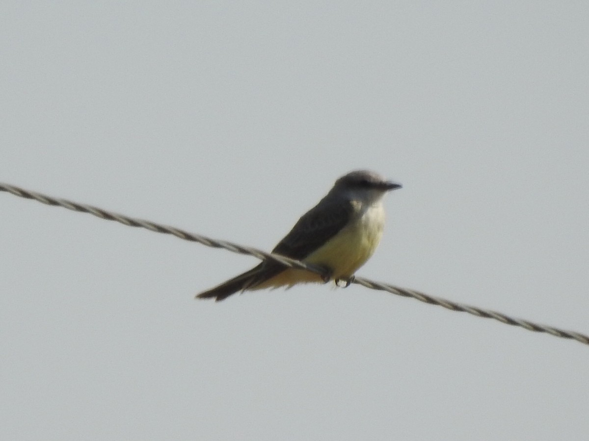 Western Kingbird - ML114251361