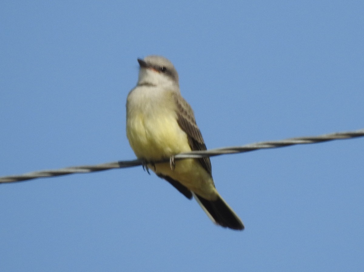 Western Kingbird - ML114251371