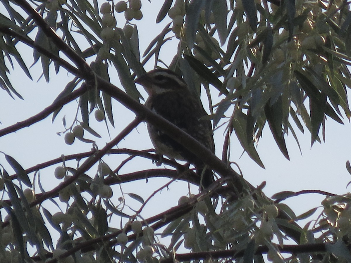 Rose-breasted Grosbeak - ML114253251