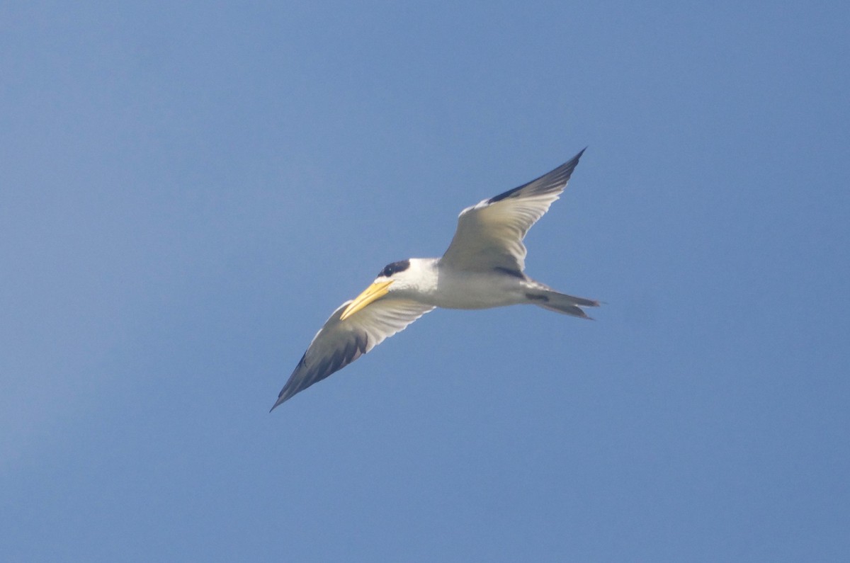 Large-billed Tern - Jan Cubilla