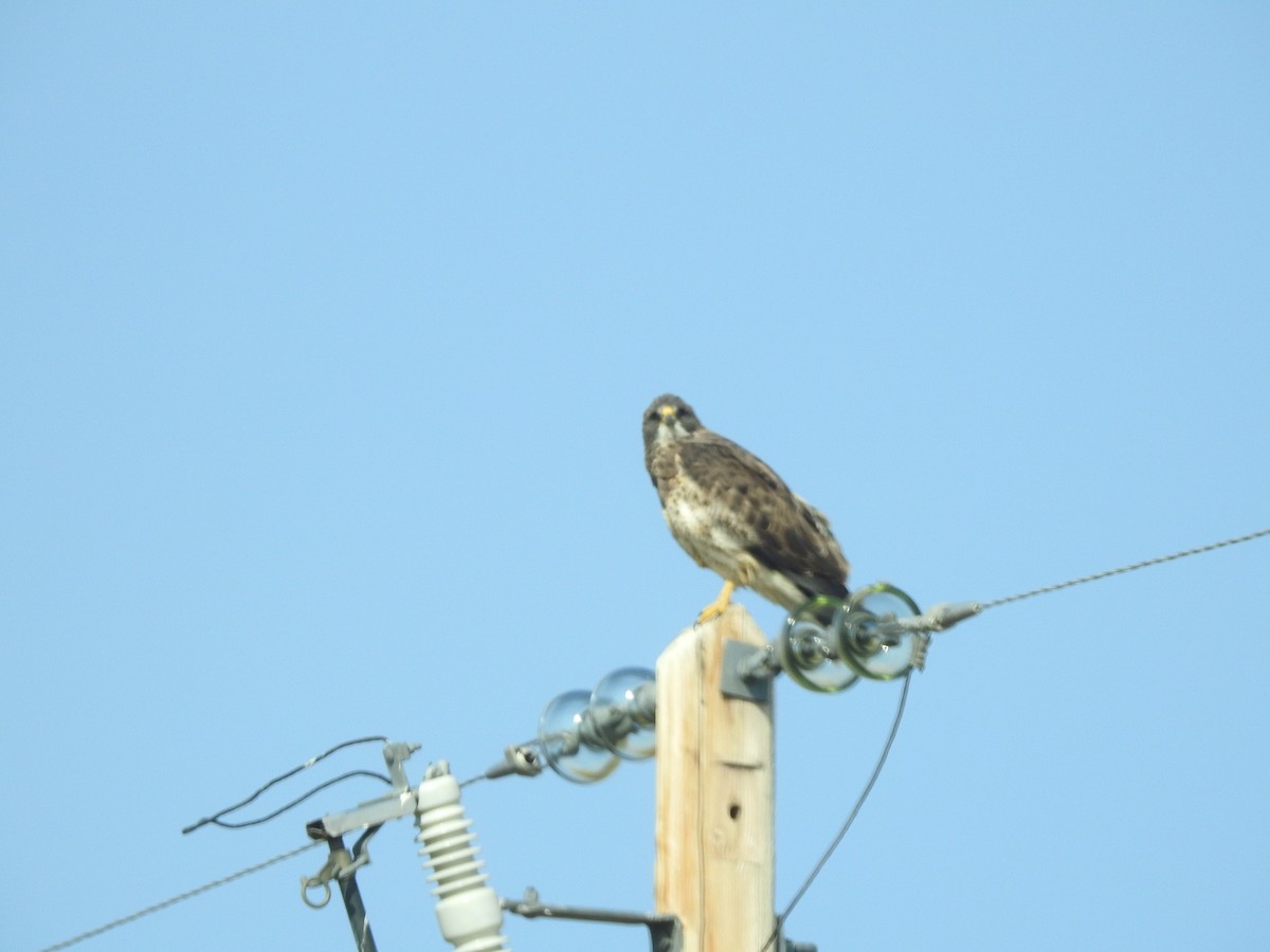 Swainson's Hawk - ML114254601