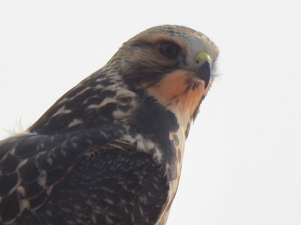 Swainson's Hawk - ML114254611