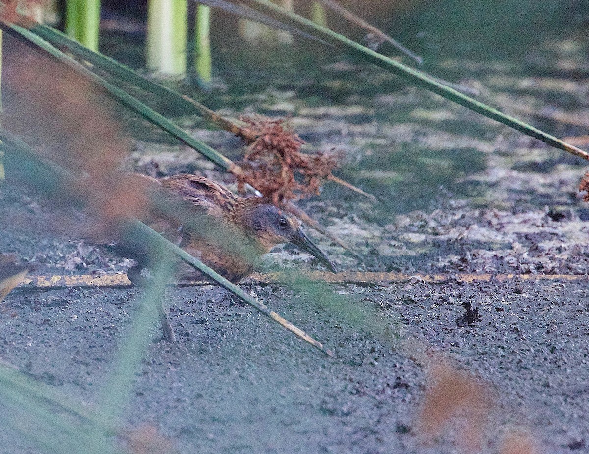 Virginia Rail - ML114255891