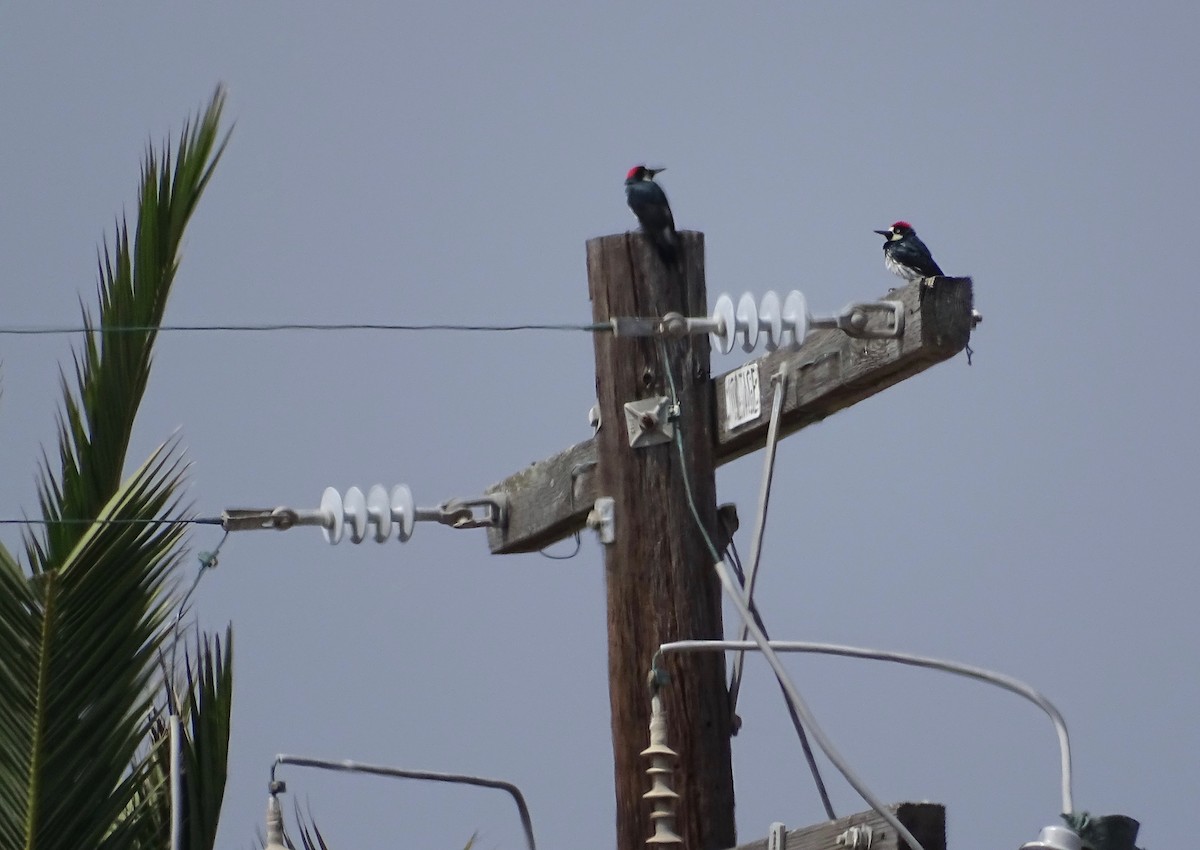 Acorn Woodpecker - ML114255951