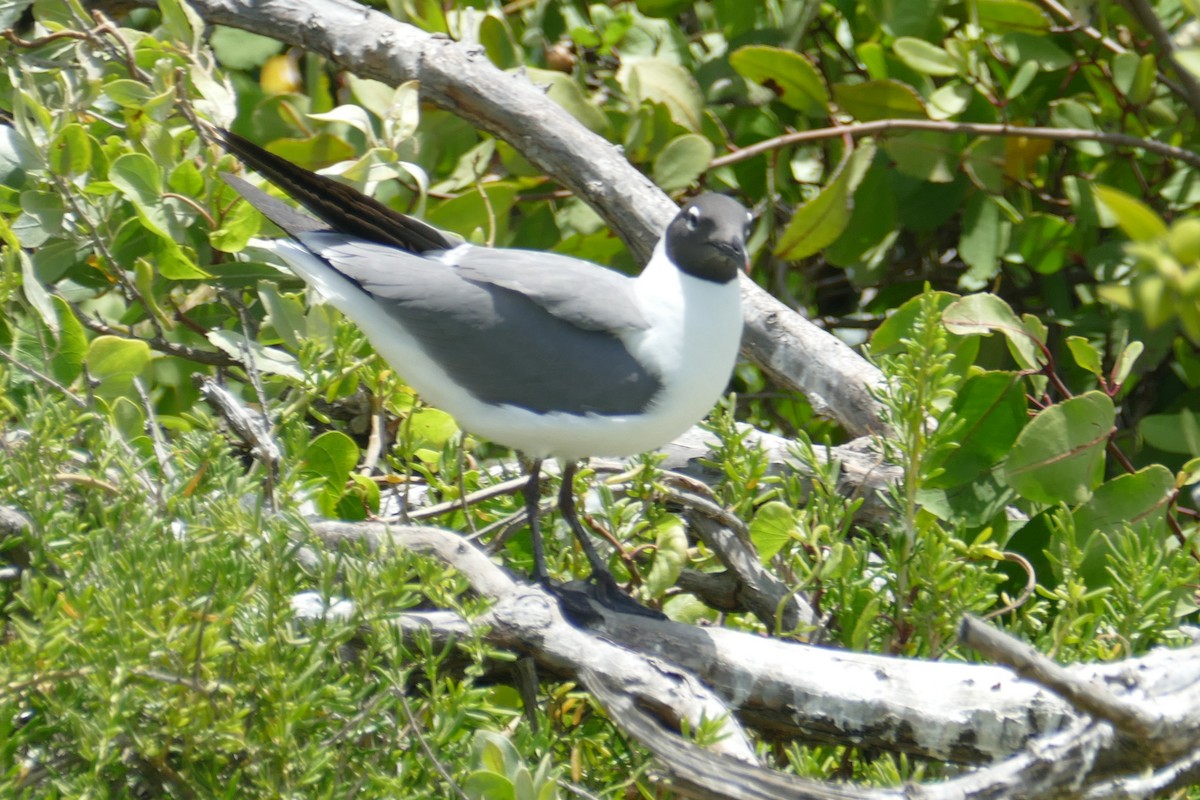 Laughing Gull - Marlene De La Cruz-Guzman