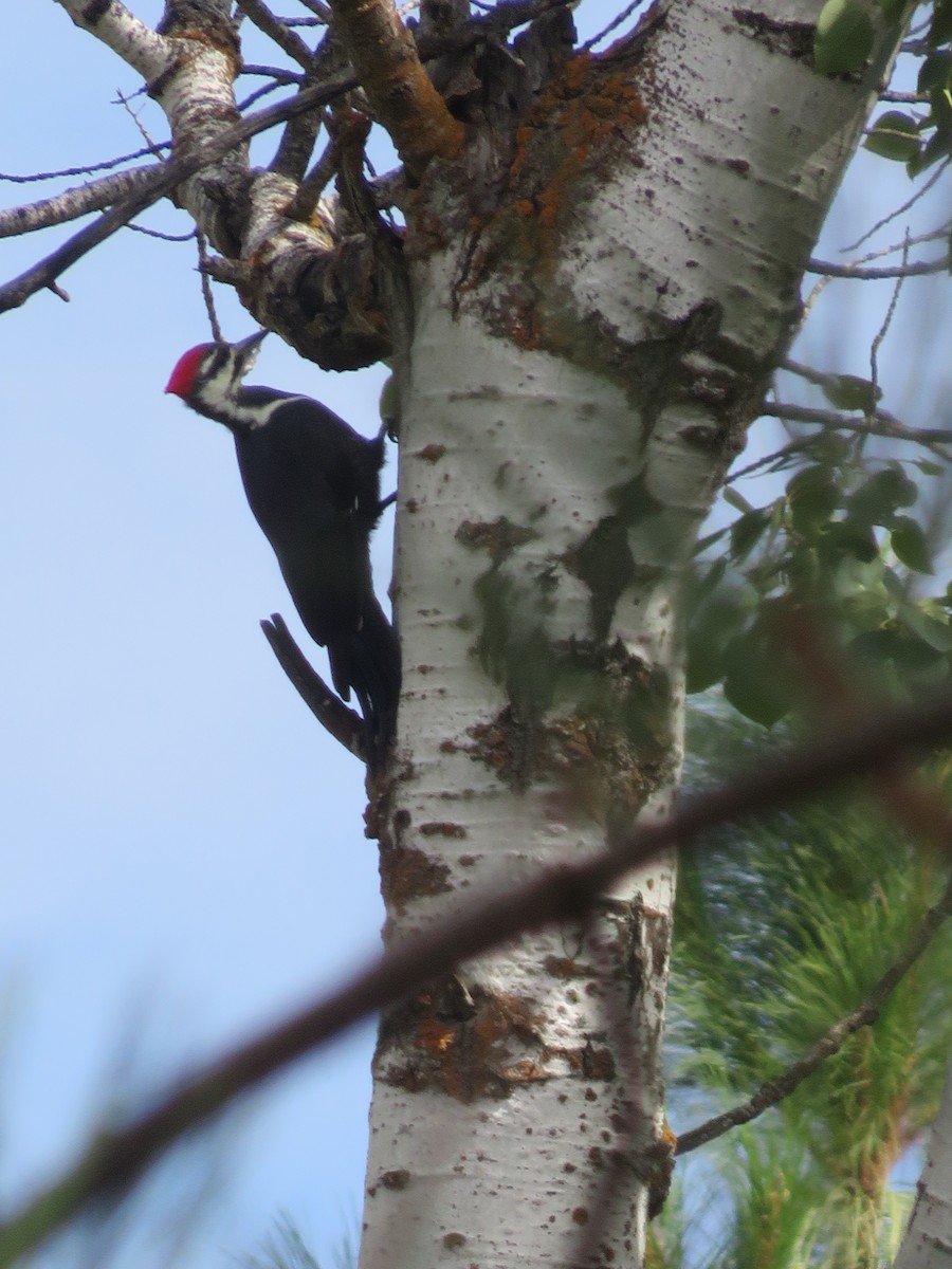 Pileated Woodpecker - ML114256181