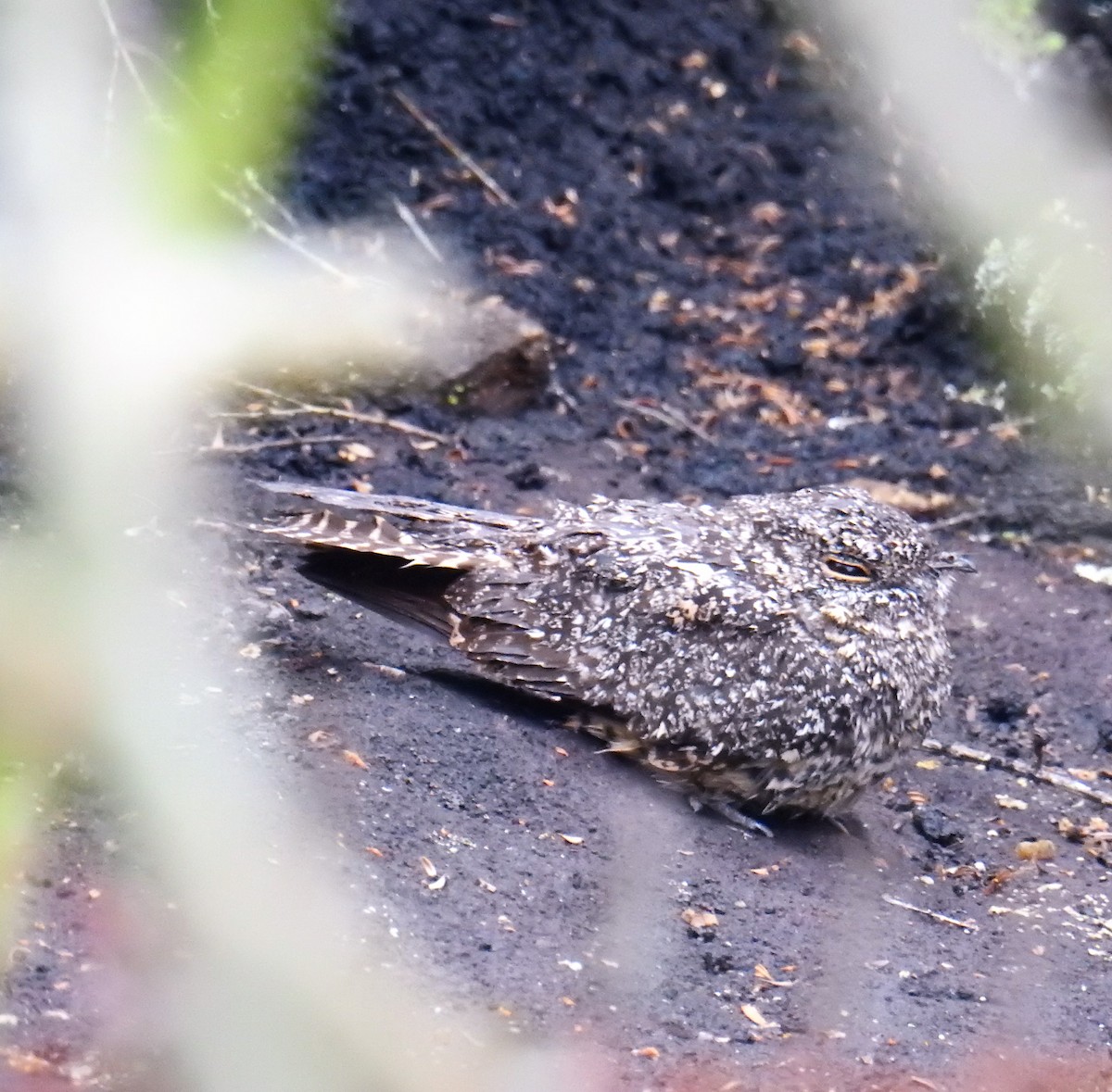 Pygmy Nightjar - Euclides "Kilo" Campos