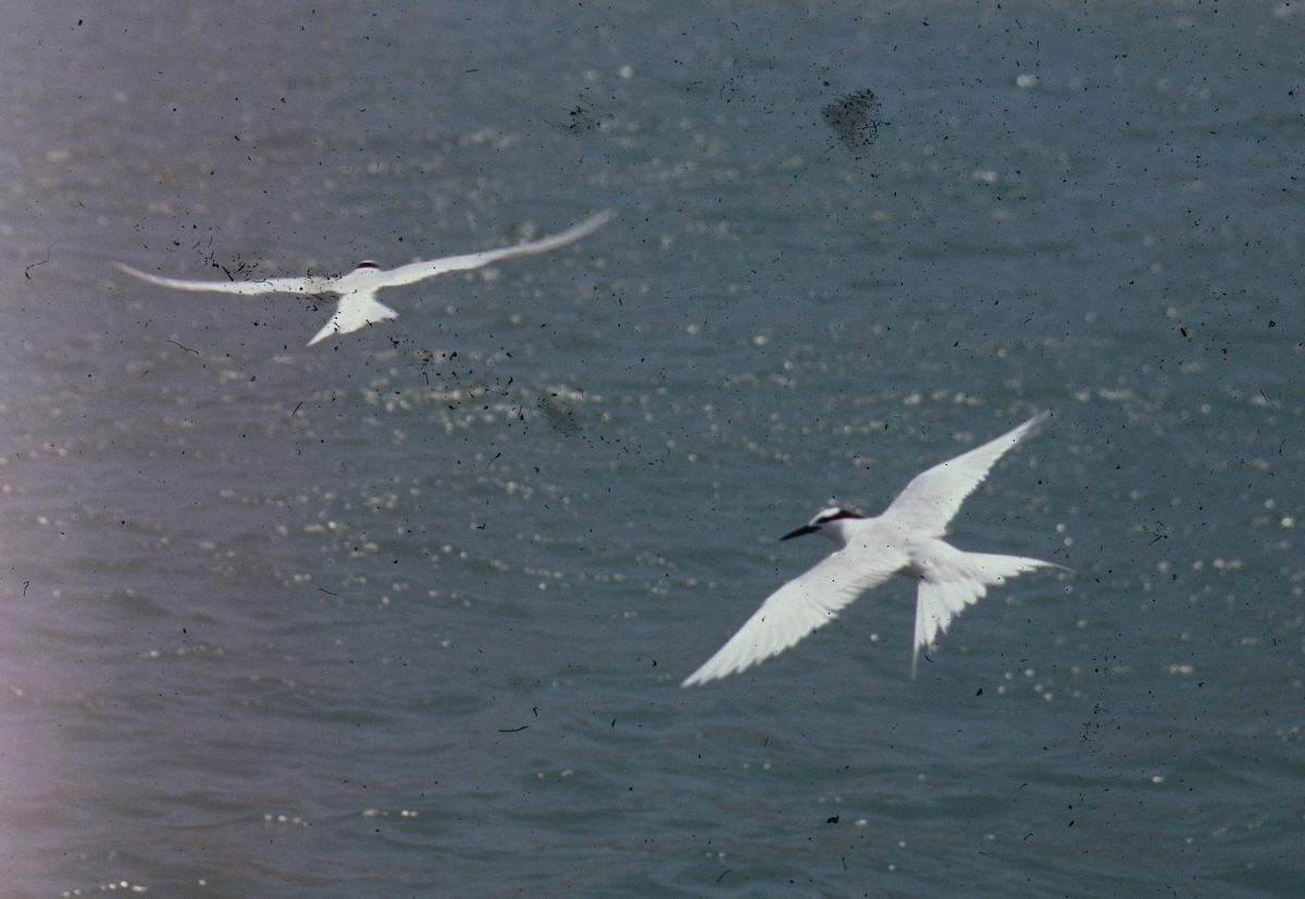 Black-naped Tern - Rhys Marsh