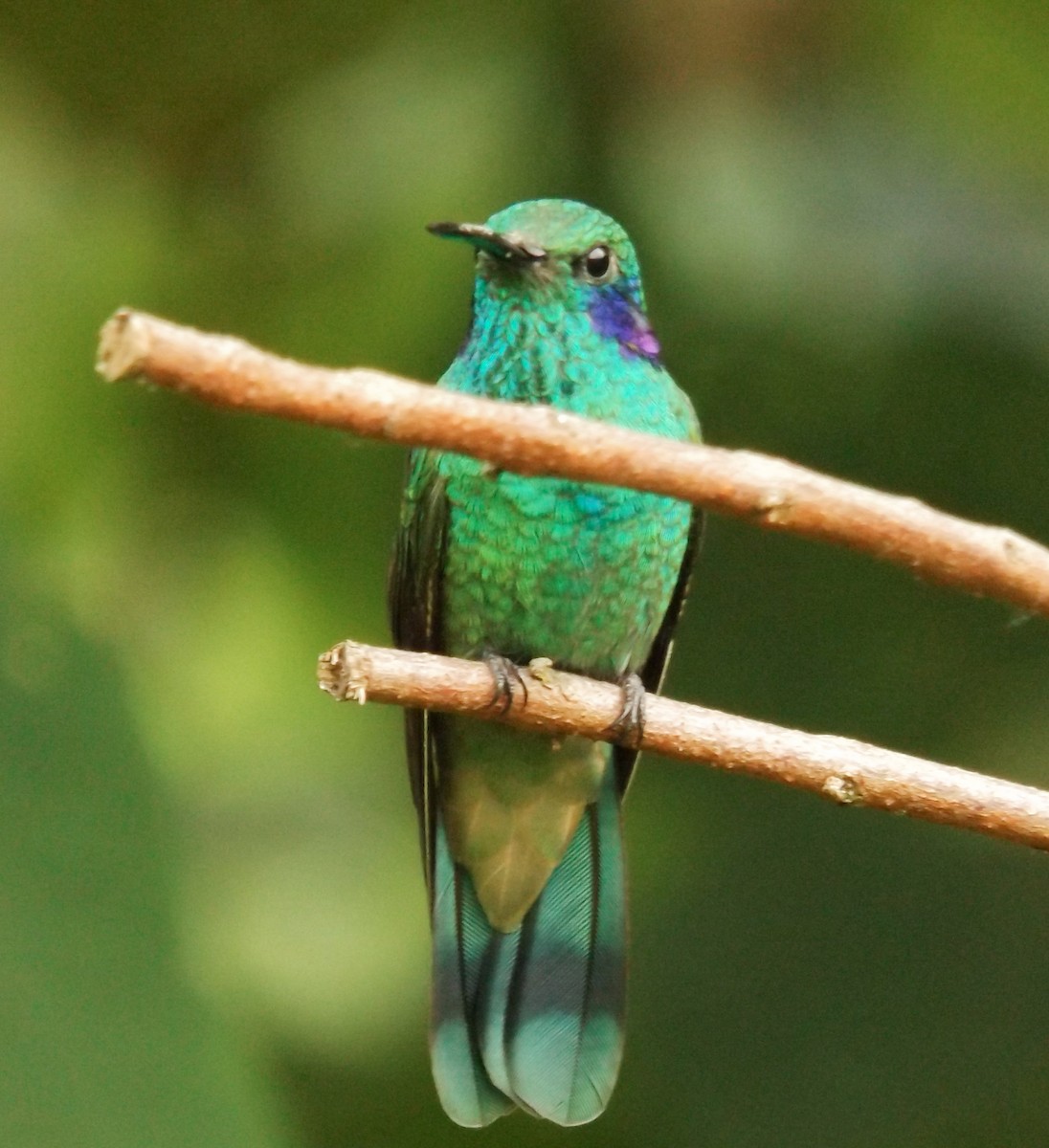 kolibřík modrolící - ML114260531