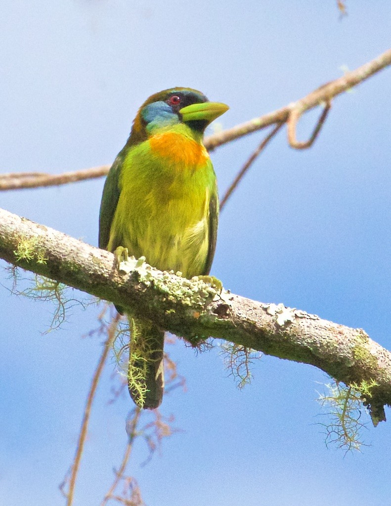 Red-headed Barbet - ML114260661