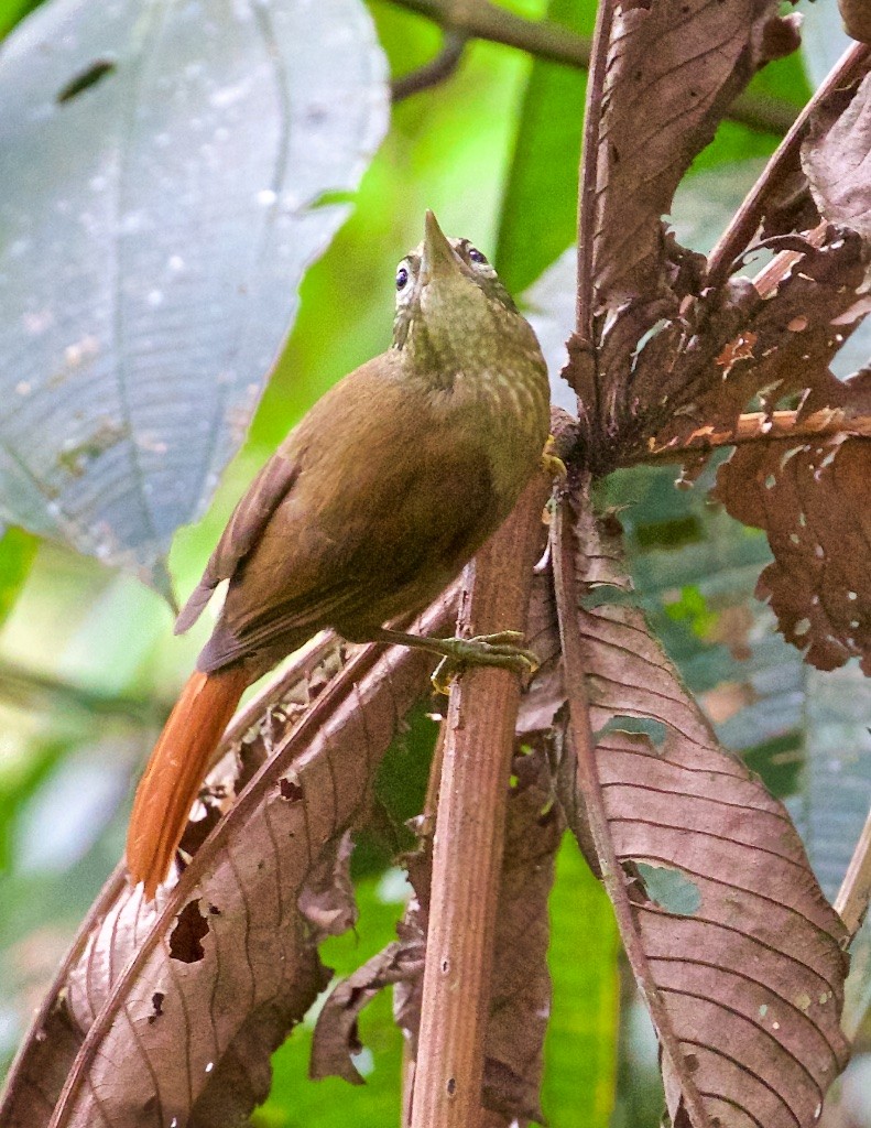 Montane Foliage-gleaner - Ed Harper