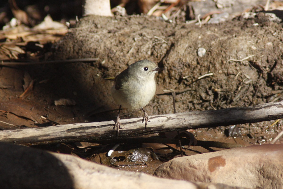 Ruby-crowned Kinglet - ML114261921