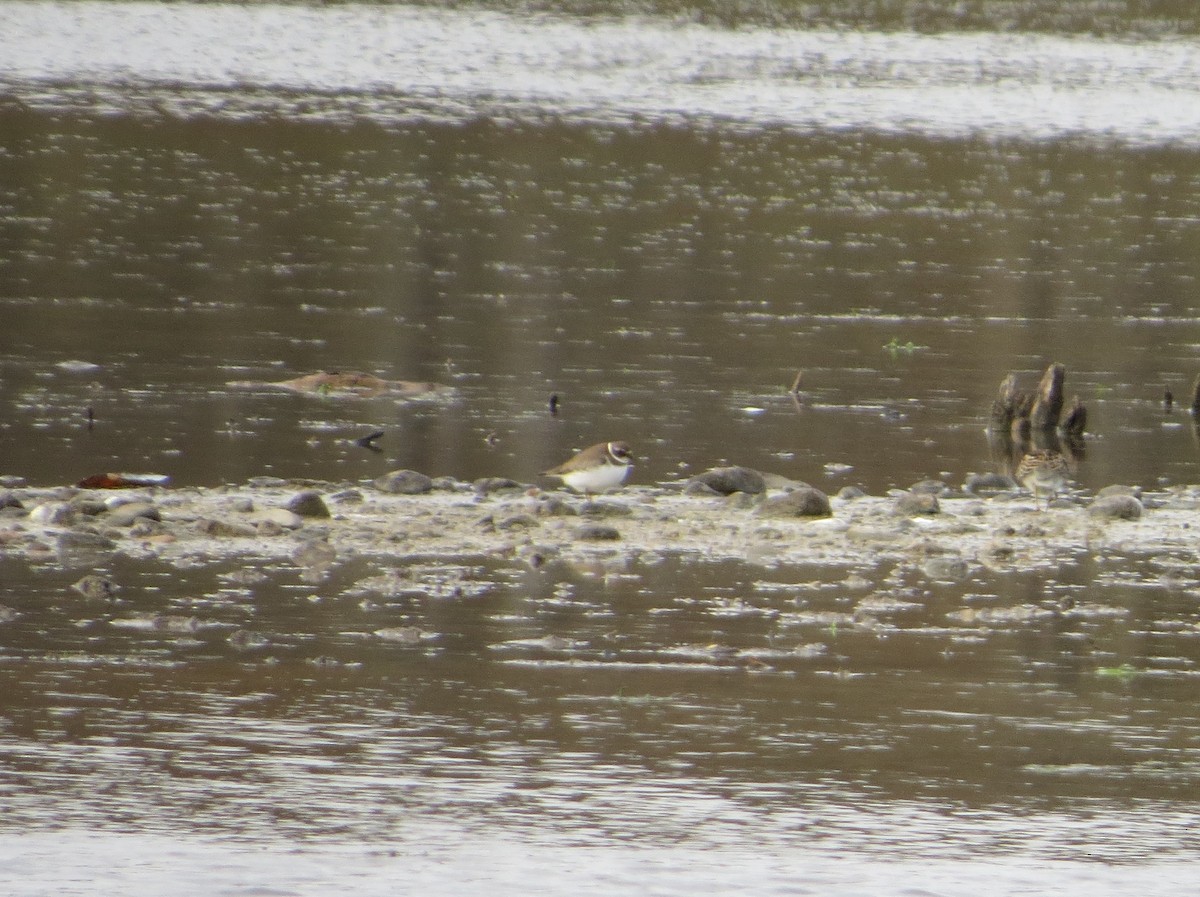 Semipalmated Plover - ML114262361