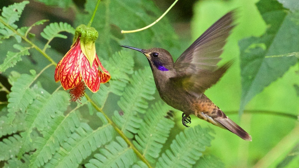 Brown Violetear - Ed Harper