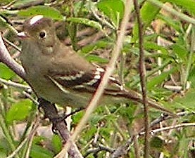 White-crested Elaenia - ML114264231