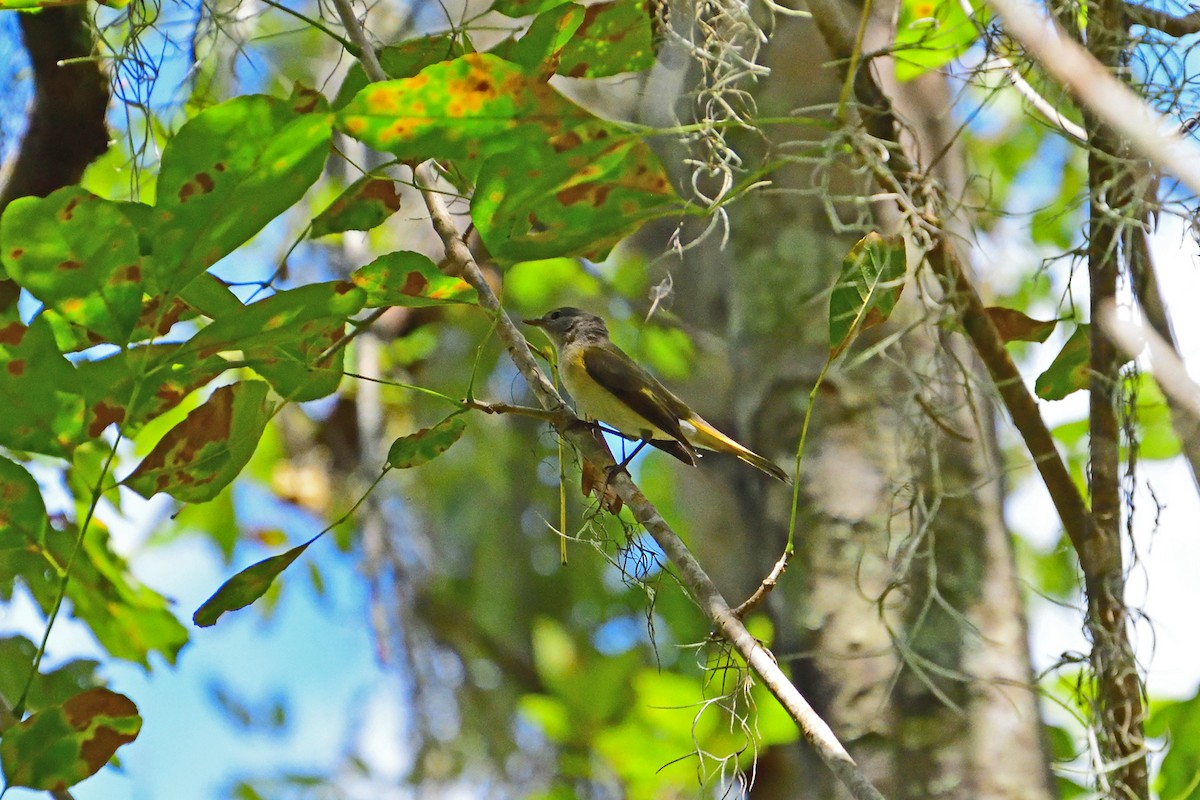 American Redstart - ML114265441