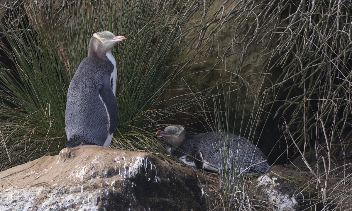 Yellow-eyed Penguin - Steve Kelling