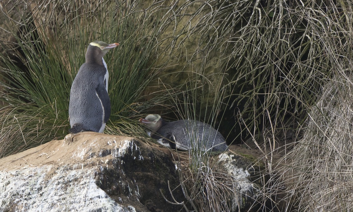 Yellow-eyed Penguin - Steve Kelling