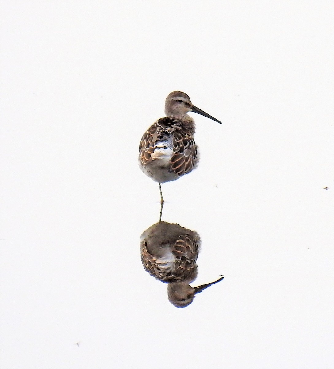 Stilt Sandpiper - ML114270551