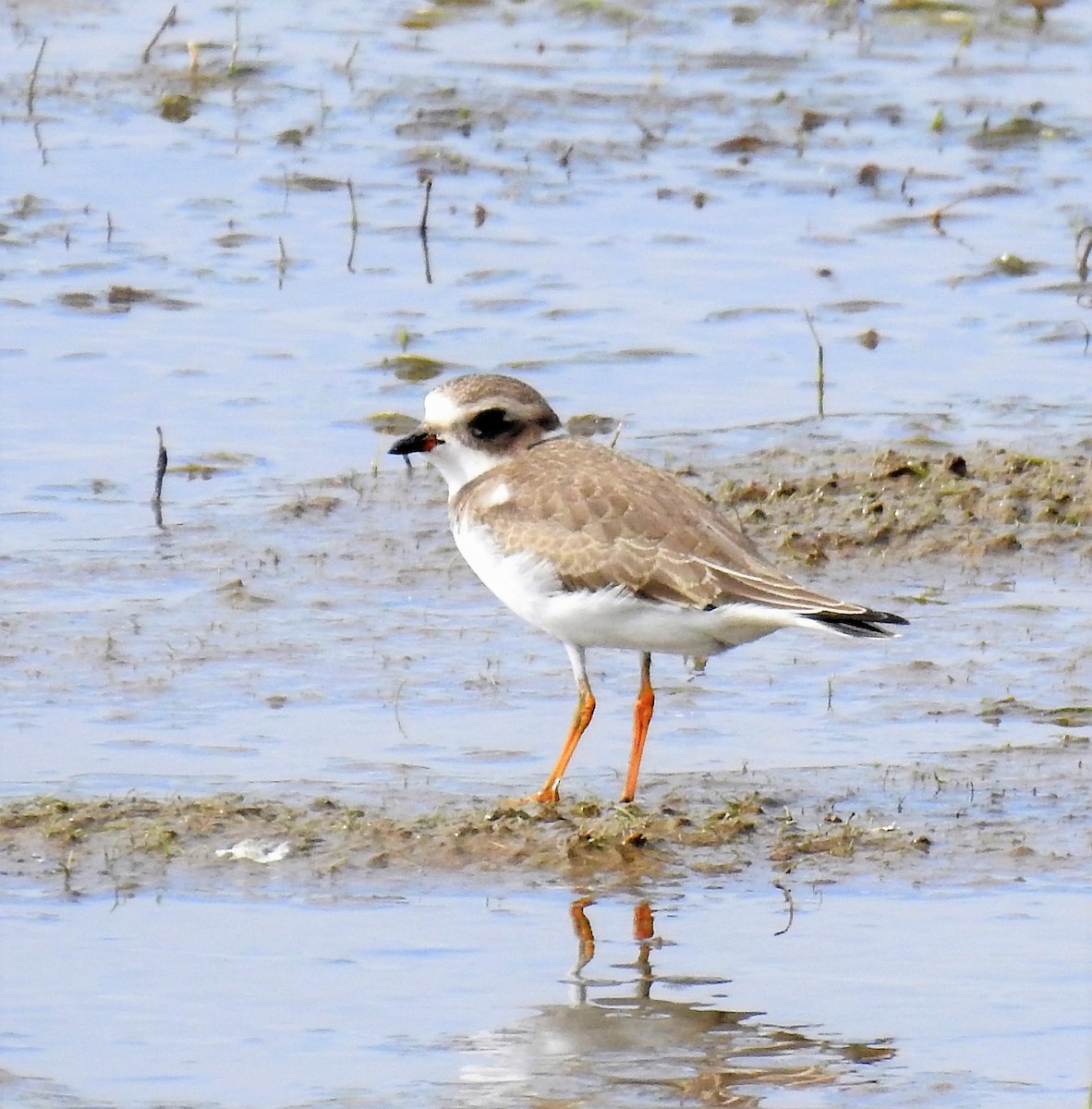 Semipalmated Plover - ML114270891