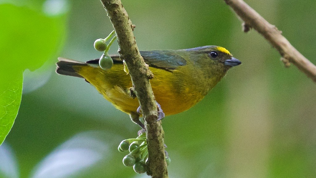 Bronze-green Euphonia - Ed Harper