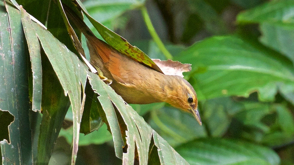 Buff-fronted Foliage-gleaner - Ed Harper