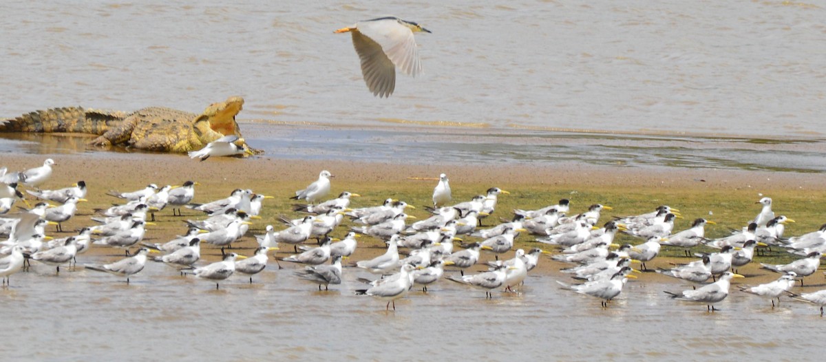 Great Crested Tern - ML114272871