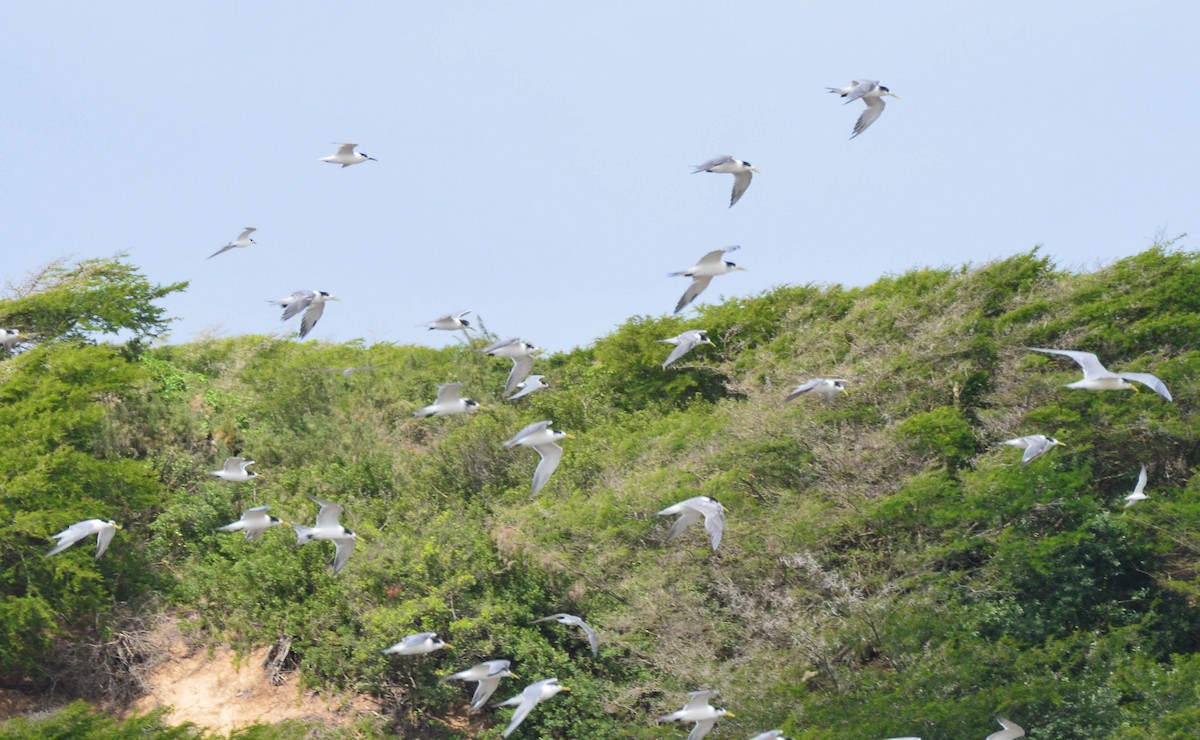 Great Crested Tern - Christopher Gilbert