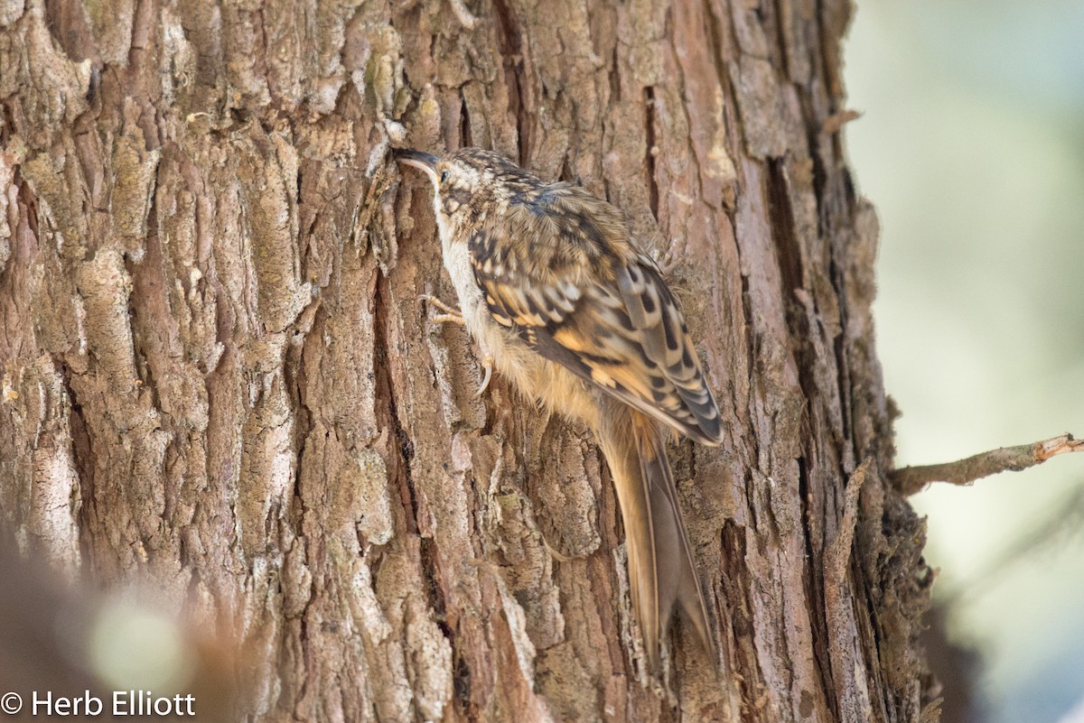 Brown Creeper - ML114274791