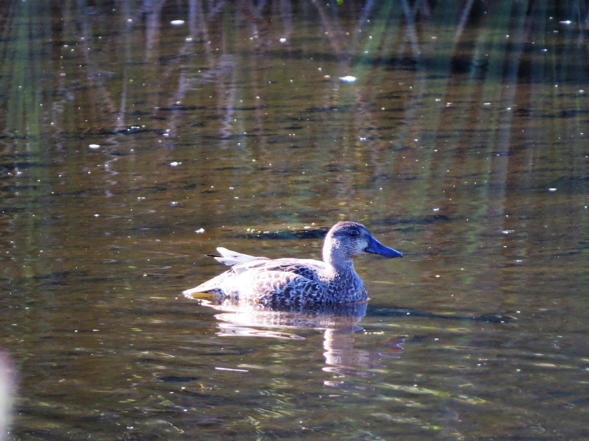 Blue-winged Teal - Jerry Smith